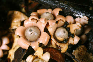 Earth star fungus (Geastrum), from the Ecuadorian Amazon