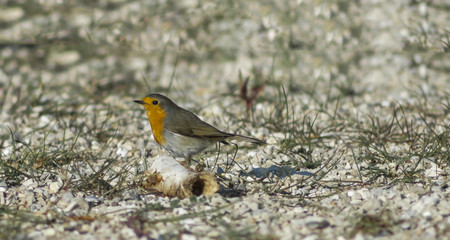 Fototapeta premium robin bird
