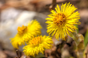 Coltsfoot flower growing on a spring meadow