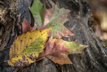 Autumn leaves in park