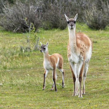 Guanaco (Lama guanicoe), Torres del Paine National Park; Torres del Paine, Magallanes and Antartica Chilena Region, Chile