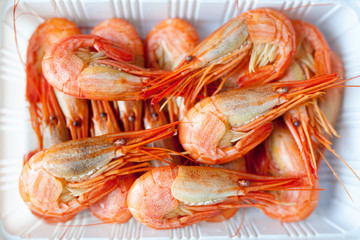 shrimps  on white background