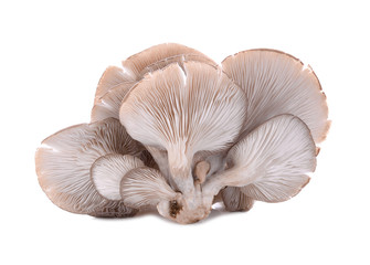 Oyster mushrooms isolated on white background