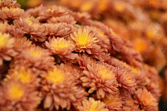 Natural street flowers. Natural flower background. Beautiful flowers bloom in the garden during the summer sunny day