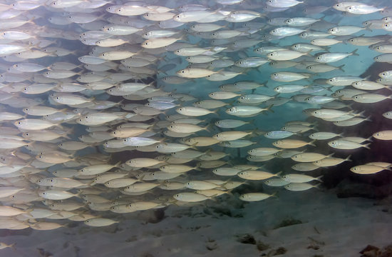 Yellow Jack, Carangoides Bartholomaei