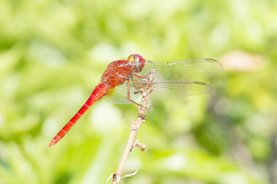 Close up image of red dragonfly on natural background