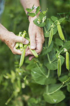 Close up of a woman's hands picking peas from the garden; Richmond, British Columbia, Canada