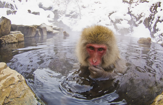 Japanese Macaque in hot spring, Yudanaka Nagano-Ken, Japan