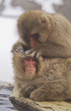 Japanese Macaques grooming, Yudanaka Nagano-Ken, Japan