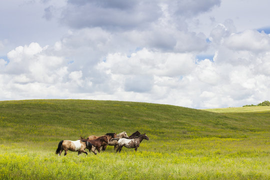 Horses in a field; Winnipeg, Manitoba, Canada