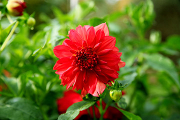 Beautiful Red Dahlia