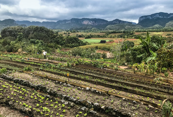 Fototapeta na wymiar Garden at Las Terrazas, Cuba