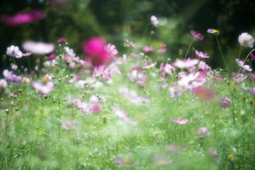 softly Cosmos flower with old lens
