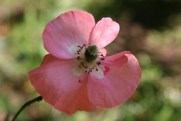 Pretty pink poppy on defocused green background