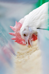 White hen pecking food