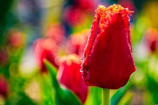 red tulip on green blurred background
