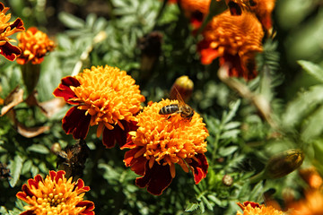 Bee sitting on orange marigold flower