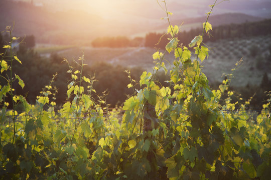 The sun sets amongst the rolling hills of Tuscany; Tuscany, Italy
