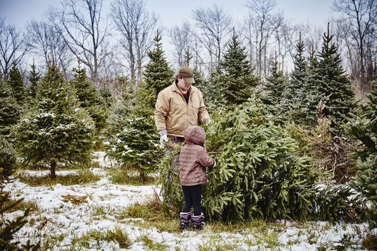 Father and daughter carrying cut down Christmas tree from a Christmas tree farm; Stoney Creek, Ontario, Canada