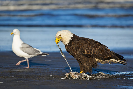 Bald Eagle on the beach feeding on fish carcass with a Seagull in the background, Ninilchik, Kenai Peninsula, Southcentral Alaska, Summer.