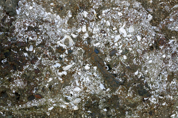 Fossil bivalves exposed in strata near Iquitos, Peru © Atelopus