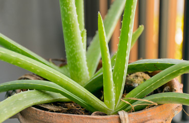 Wan hang chora khe, herb of thailand