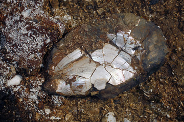 Marine bivalve fossil from the Pebas formation near Iquitos, Peru