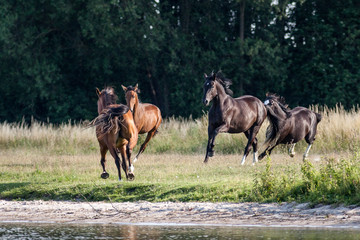 Pferde an der Müritz