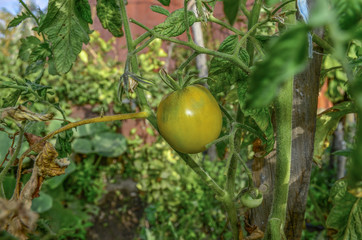 Green Tomato in Garden