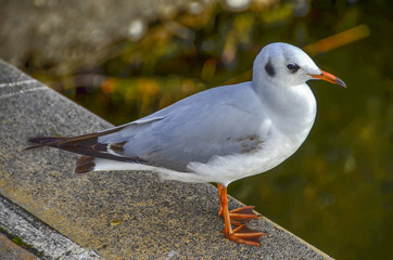 Seagull Bird on land