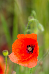 Mohnblume und verblühte Kapselfrucht auf dem Feld