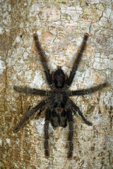 Tarantula on a tree trunk in the Peruvian Amazon