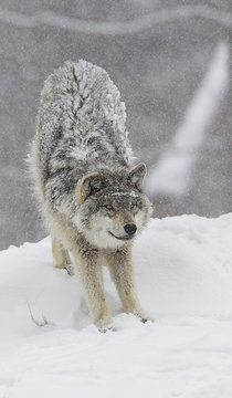 Grey wolf (Canis lupus) stretching before playing in the snow; Montebello, Quebec, Canada