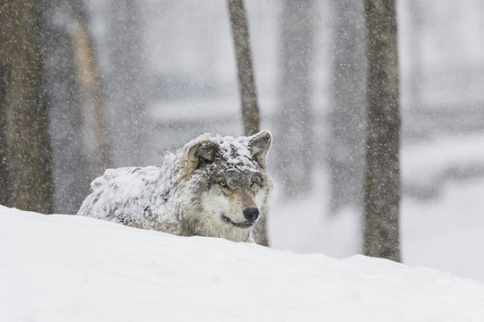 Grey wolf (Canis lupus) during a snow storm; Montebello, Quebec, Canada