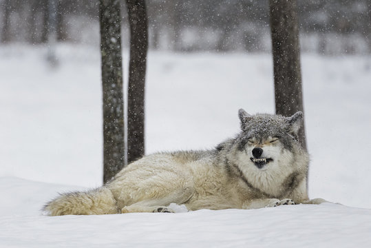 Grey wolf (Canis lupus) showing submission behaviour; Montebello, Quebec, Canada