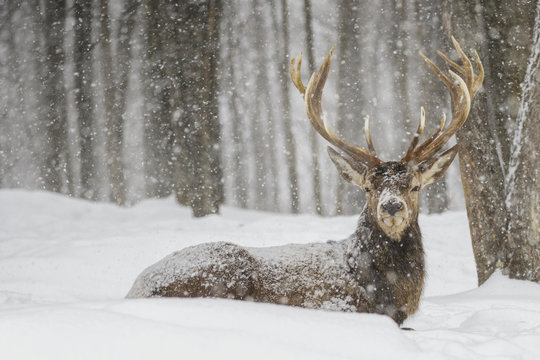 Wapiti enjoying the snow storm; Montebello, Quebec, Canada