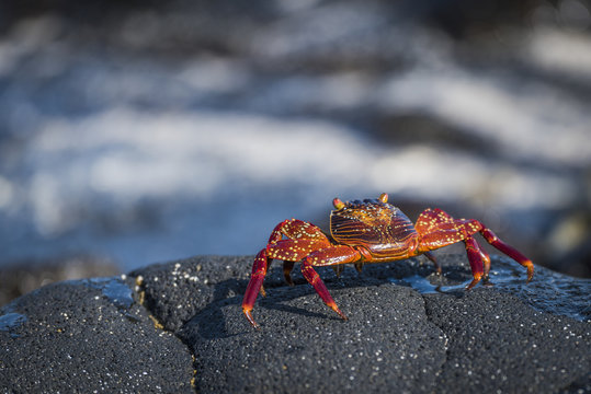 Juvenile Sally Lightfoot crab (Grapsus grapsus) on wet rock; Galapagos Islands, Ecuador