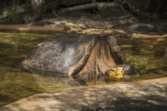 Galapagos giant tortoise (Geochelone hoodensis) in artificial concrete pool; Galapagos Islands, Ecuador