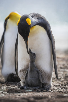 King penguin (Aptenodytes patagonicus) preening grey chick between feet; Antarctica