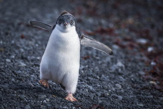 Adelie penguin chick waddling on stones, Antarctica