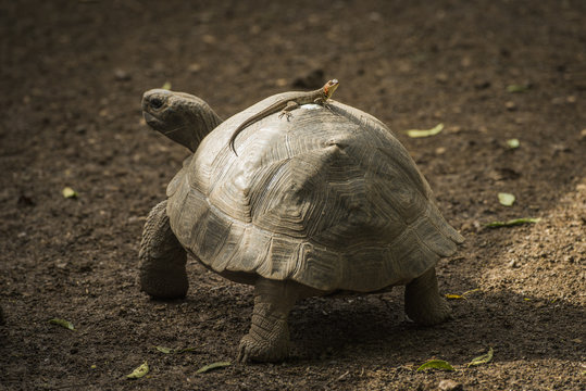 Galapagos giant tortoise (Chelonoidis nigra) with lizard on it's shell; Galapagos Islands, Ecuador
