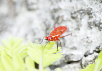 Red firebug on green leaves background