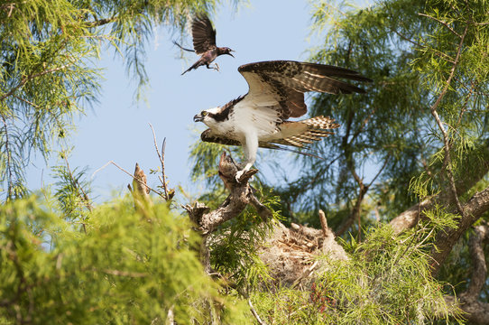 Osprey (Pandion haliaetus) with largemouth bass harrassed by grackle; Sebring, Florida, United States of America