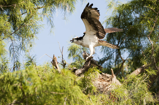 Osprey (Pandion haliaetus) with largemouth bass; Sebring, Florida, United States of America