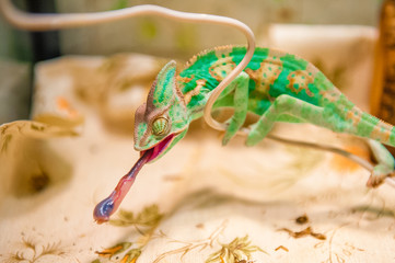 One yemen Chameleon on  hunting for insects