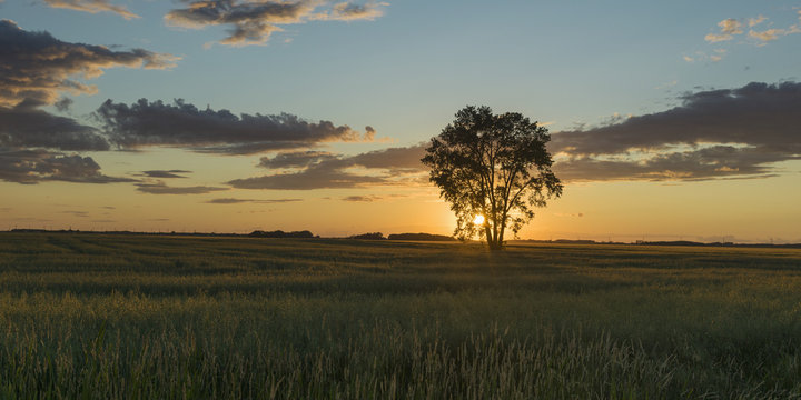 Silhouette of a tree with a golden sky at sunrise on a rural landscape; Lorette, Manitoba, Canada