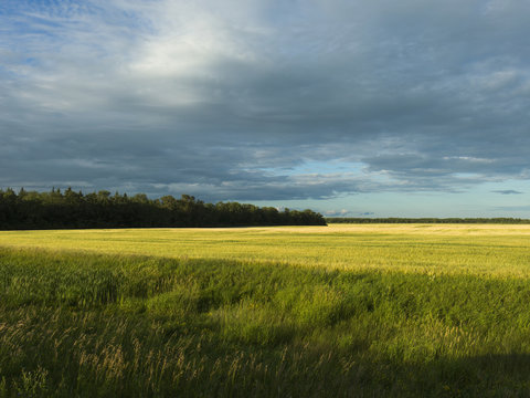 Green fields in various shades under a cloudy sky; Matlock, Manitoba, Canada
