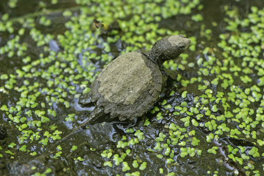 Baby Snapping Turtle Leaving The Nest