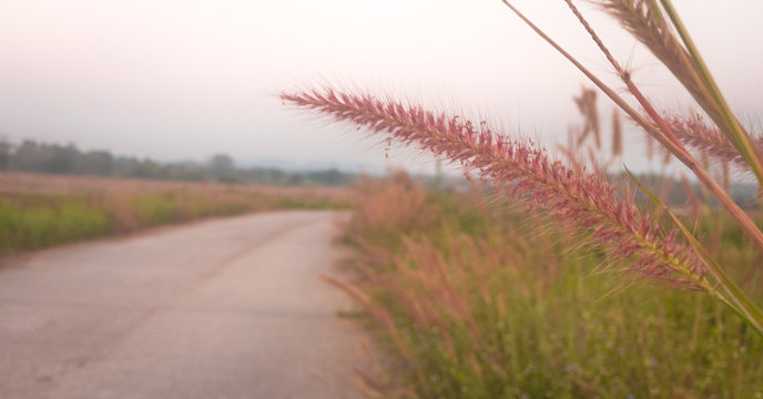 Grass flowers