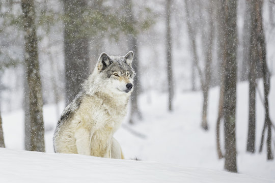 Wolf sitting in snowfall in forest